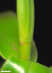 Veronica punicea. Leaf bud with no sinus. Scale = 1 mm.
 Image: W.M. Malcolm © Te Papa CC-BY-NC 3.0 NZ